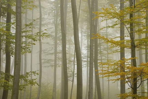 Beech Forest in Morning Mist in Autumn, Spessart, Bavaria, Germany