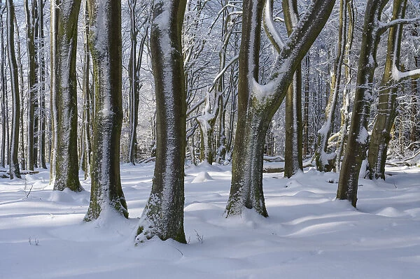 Beech tree forest in winter