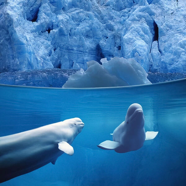 Belugas Underwater W / View Of Glacier Composite