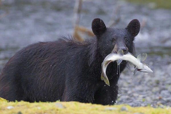 Black Bear With Pink Salmon In Its Mouth Alongside A Stream, Prince William Sound, Southcentral Alaska, Summer