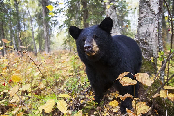 Black Bear (Ursus Americanus) In The Forest In Autumn, South-Central Alaska; Alaska, United States Of America