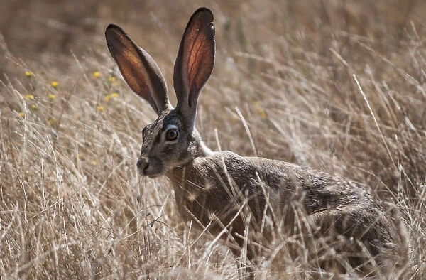 A Black-Tailed Jackrabbit (Lepus Californicus) Lurks In The Grass; Willows, California, United States Of America