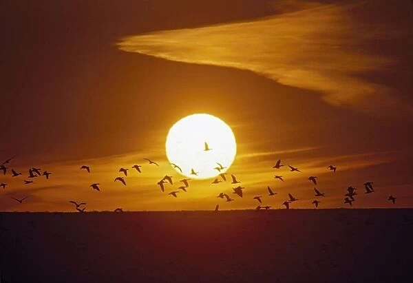 Bosque Del Apache, New Mexico, United States Of America; Snow Geese (Chen Caerulescens) Flying In Front Of The Sun