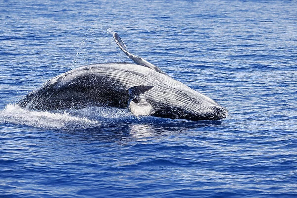 This breaching Humpback whale calf (Megaptera novaeangliae) is likely around one month old and testing out its leaping capabilities; Hawaii, United States of America