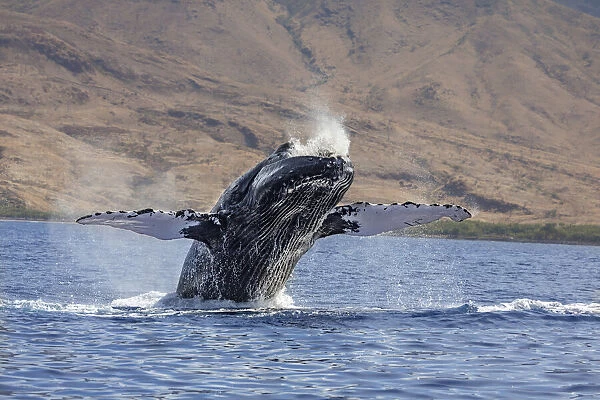 Breaching Humpback whale, Megaptera novaeangliae, Hawaii, USA