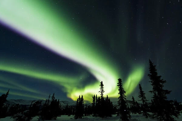 The Bright Neon Green Aurora Swirling Above The Boreal Forest, Chena River State Recreation Area, Fairbanks, Interior Alaska, Winter