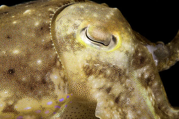Broadclub Cuttlefish, Philippines