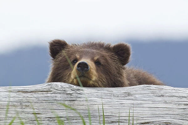 A Brown Bear Cub Rests Its Head On A Log In An Estuary On Admiralty Island, Pack Creek, Tongass National Forest, Southeast Alaska, Summer
