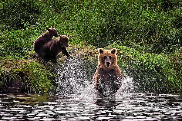 Brown bear fishing for salmon for her cubs in Kuril Lake in Russia