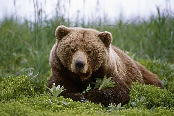 Brown Bear Laying In Grass Near Mcneil River. Summer In Southwest Alaska