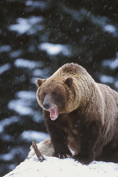 Brown Bear Standing In Snow And Yawning, Yakutat, Southeast Alaska, Winter