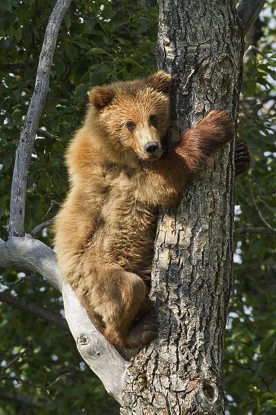 Brown Bear (Ursus Arctos) Yearling Cub Climbing Down From Balsam Poplar Tree (Populus Balsamifera) In Summer, Katmai National Park And Preserve, Southwest Alaska