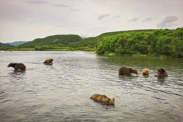Brown bears fishing for salmon in Kuril Lake in Russia