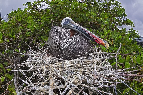 Brown Pelican (Pelecanus Occidentalis) Sitting On Its Nest; Santa Cruz Island, Galapagos Archipelago, Ecuador
