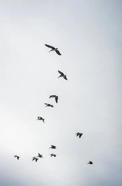 Brown Pelicans (Pelecanus Occidentalis) In A Cloudy Sky; Ilwaco, Washington, United States Of America