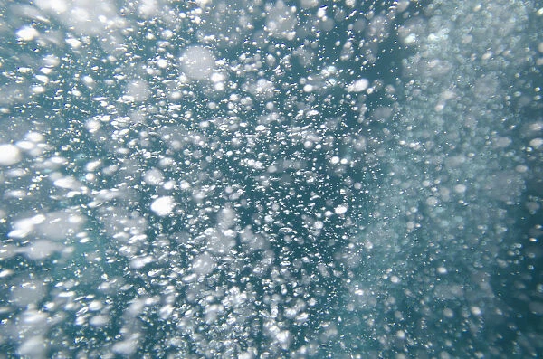Bubbles Underwater; Galapagos, Equador