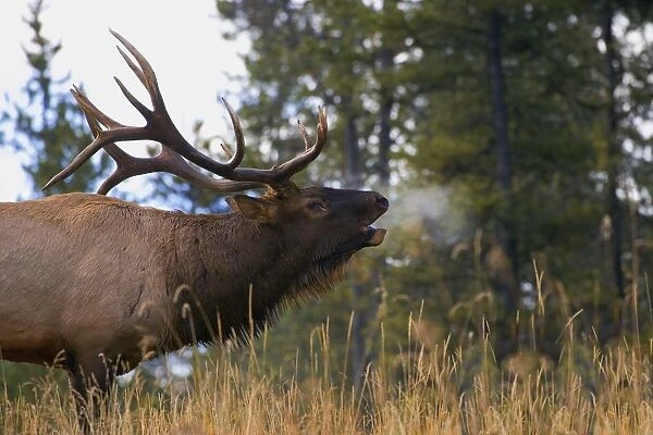 Bull Elk Bugling; Jasper National Park, Alberta, Canada