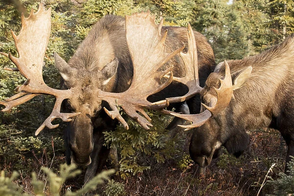 Bull Moose (Alces Alces) Play Fighting During Rutting Season In The Anchorage Area; Alaska, United States Of America