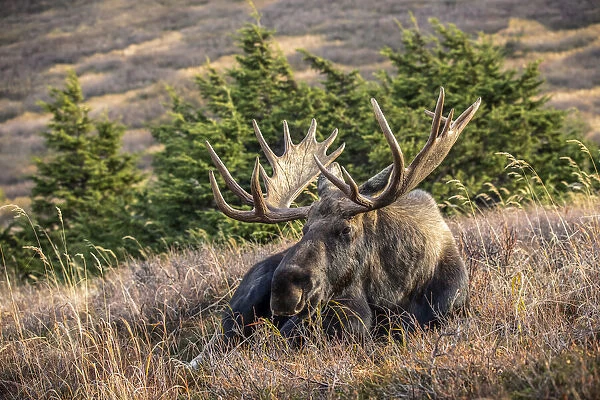 Bull moose in rut, Alaska, USA