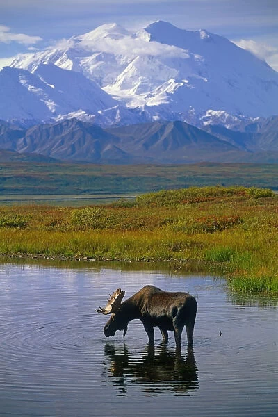 Bull Moose In Tundra Pond Mt Mckinley Denali Np Int Ak