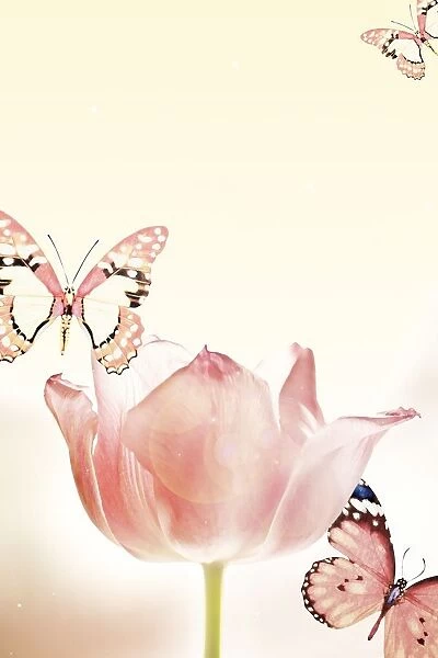 Butterflies And Tulips