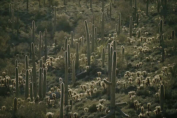 Cacti near Tucson, Arizona