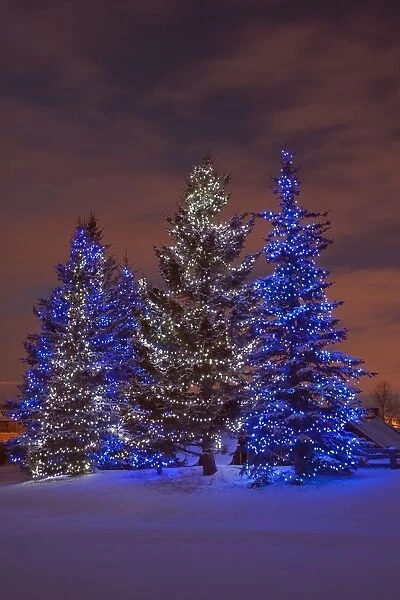 Calgary, Alberta, Canada; Christmas Lights On Evergreen Trees At Sunset