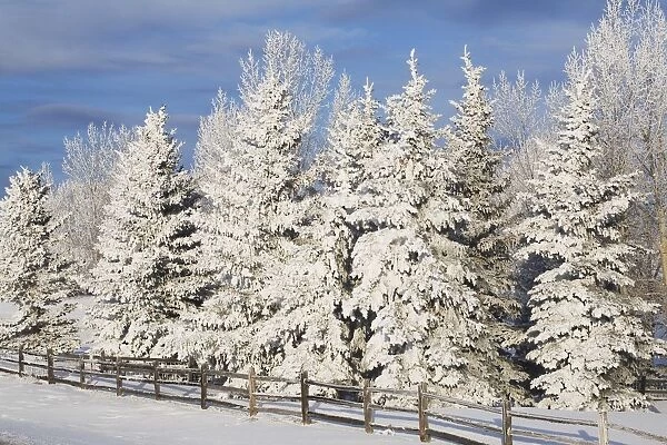 Calgary, Alberta, Canada; Snow Covered Evergreen Trees And A Wooden Fence