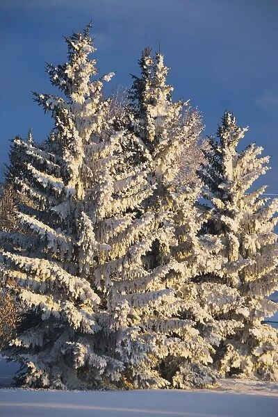 Calgary, Alberta, Canada; Snow Covered Evergreen Trees At Sunrise
