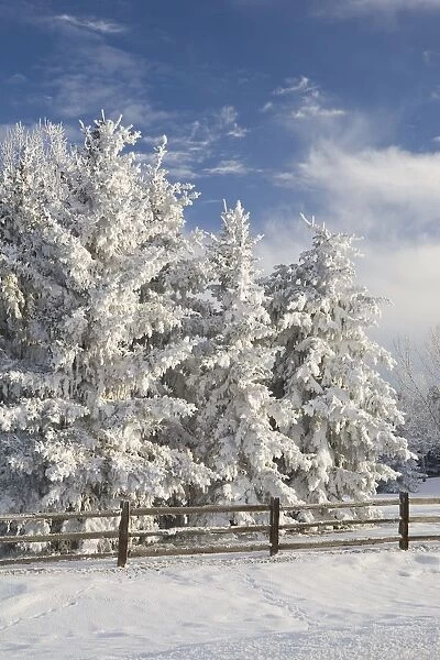 Calgary, Alberta, Canada; Snow Covered Evergreen Trees And A Wooden Fence