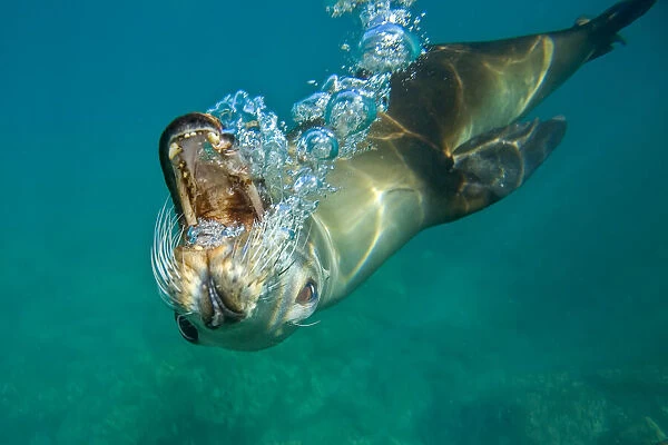 California sea lion, Zalophus californianus, blowing bubbles
