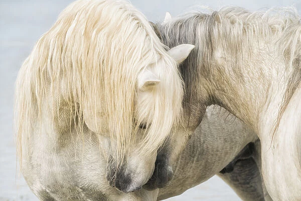 Camargue horses nuzzling each other