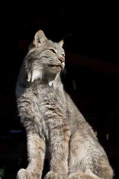 Captive: Close Up Of A Lynx, Alaska Wildlife Conservation Center, Southcentral Alaska