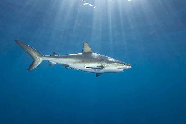 Caribbean Reef Shark, Carcharhinus perezi, Bahamas