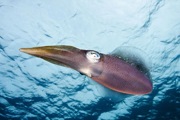 Caribbean, Reef Squid (Sepioteuthis Sepioidea); Bonaire