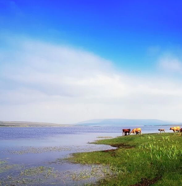 Carrowmore Lake, Co Mayo, Ireland; Cattle At The Edge Of A Lake
