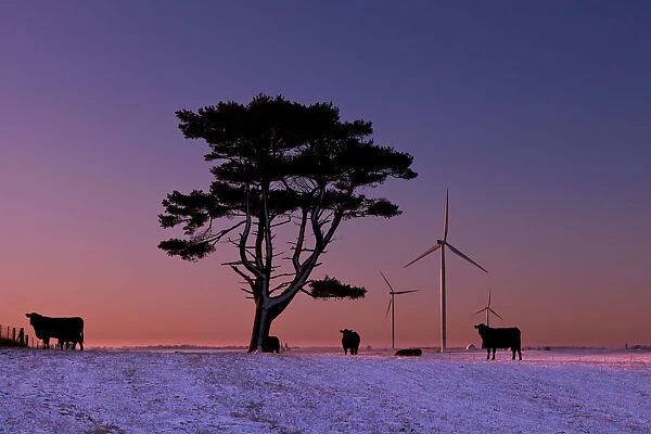 Cattle Standing In A Field At Sunrise With Wind Turbines In The Background, Near Edgewood; Iowa, United States Of America