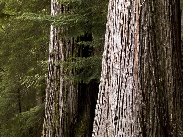 Cedar Trees, Whistler, British Columbia