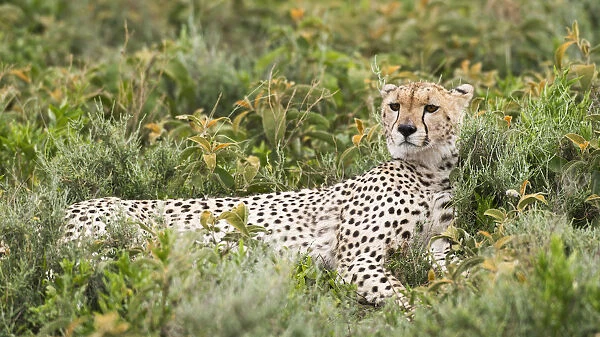 Cheetah (Acinonyx Jubatus) With Head Up And Staring Intently Reclines In Low Shrubs Near Ndutu, Ngorongoro Crater Conservation Area; Tanzania