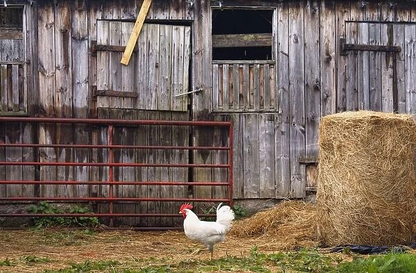 Chicken And Barn