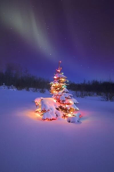 Christmas Tree Glowing Under The Northern Lights