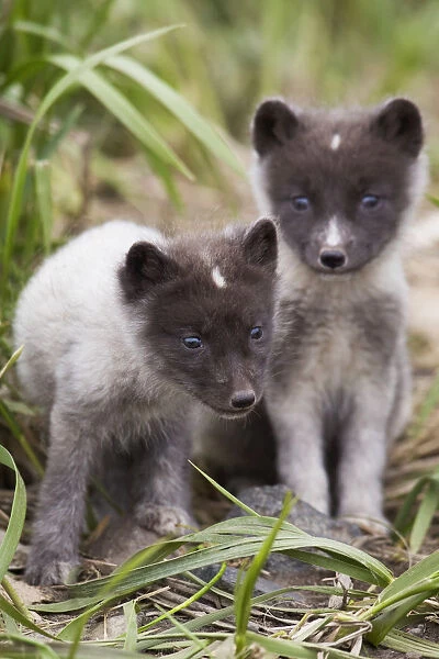 Close Up Of Arctic Fox Pups, Saint Paul Island, Pribilof Islands, Bering Sea, Alaska, Southwestern, Summer