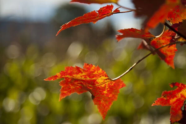 Close Up Of Autumn Coloured Bright Red Leaves; Stowe, Vermont, United States Of America