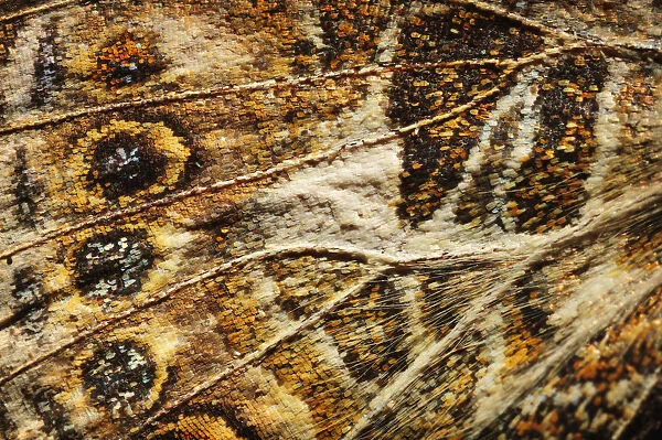 Close up of a butterfly wing; st. albert alberta canada