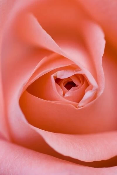 Close Up Of The Inside Of A Pink Rose