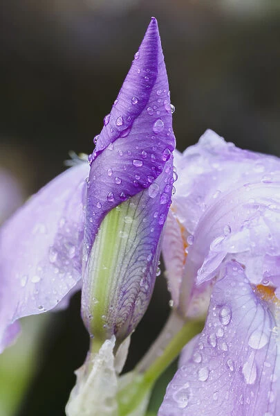 Close Up Of Iris; Quebec, Canada