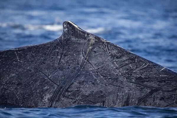 A close look at the dorsal fin and scars on the side of a Humpback whale (Megaptera novaeangliae) as it breaks the surface; Hawaii, United States of America