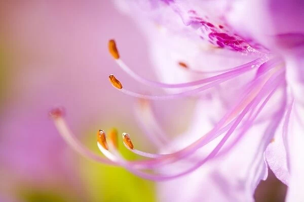Close Up Of A Pink Flower