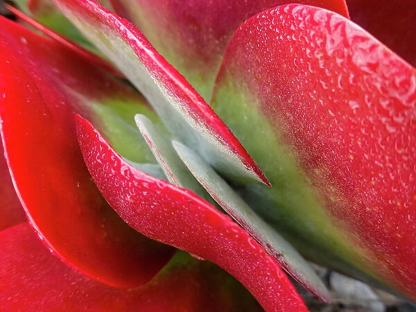 A close up of a red succulent