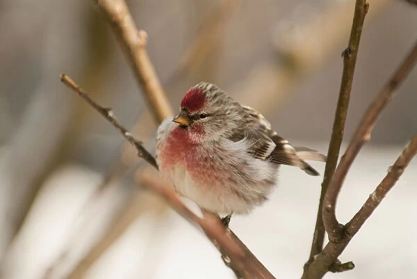 Close Up Of Redpoll Songbird, Alaska, Spring
